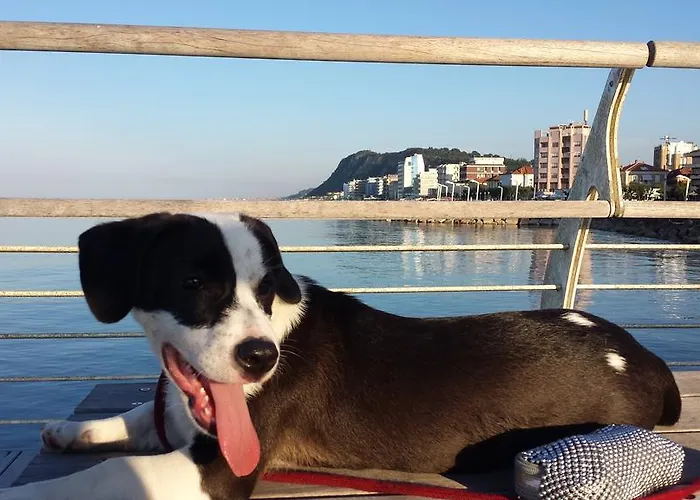 Flying 3* Πέζαρο